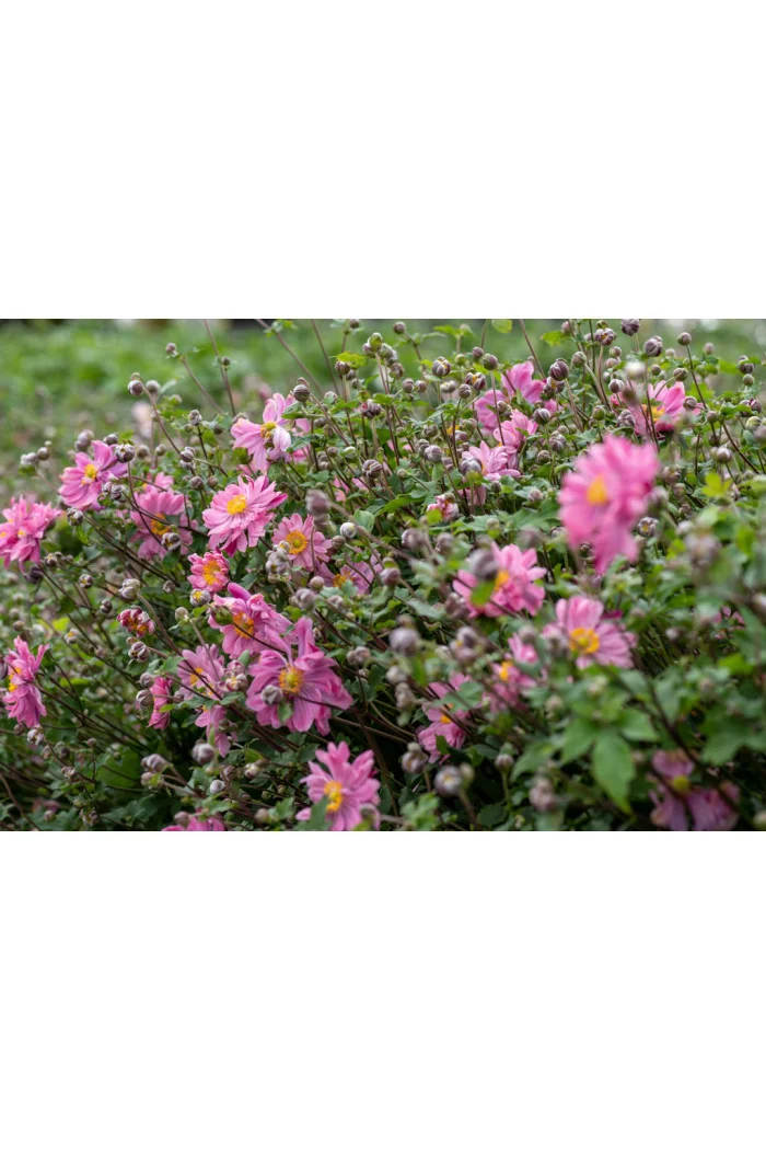 Zawilec japoński 'Bressingham Glow' | Anemone japonica