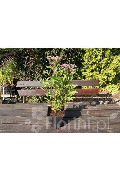 Sadziec plamisty 'Phantom' | Eupatorium maculatum