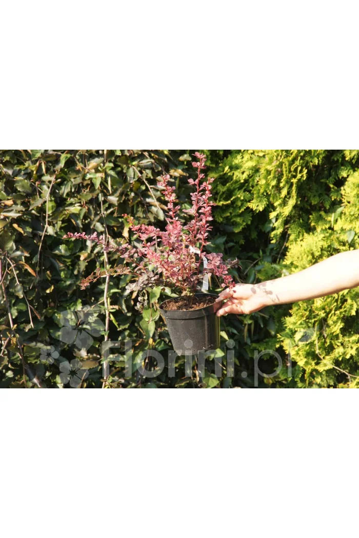 Berberys Thunberga 'Harlequin' Berberis thunbergii
