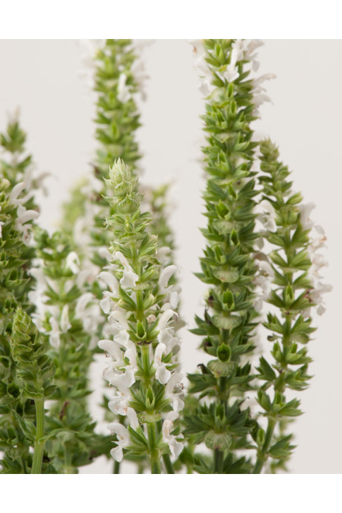 Szałwia Sensation 'Medium White' | Salvia
