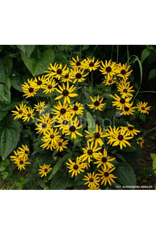 Rudbekia 'Little Goldstar' | Rudbeckia fulgida