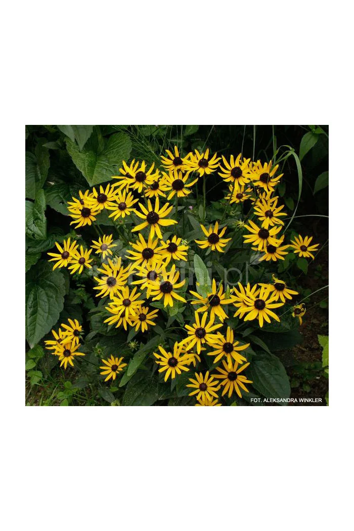 Rudbekia 'Little Goldstar' | Rudbeckia fulgida