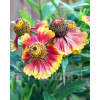 Dzielżan ogrodowy 'Moerheim Beauty' Helenium