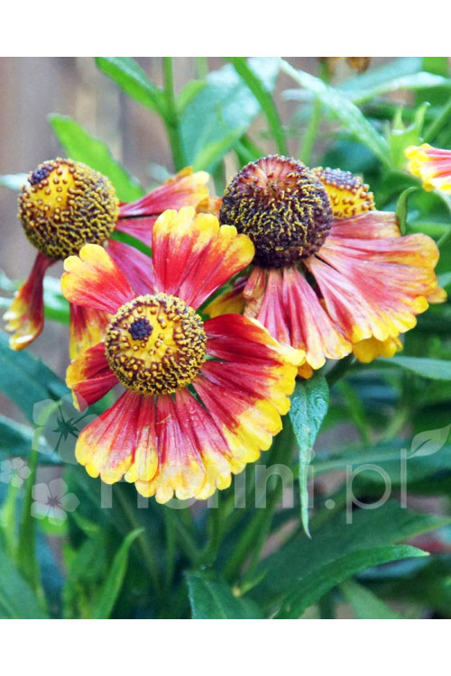 Dzielżan ogrodowy 'Moerheim Beauty' Helenium