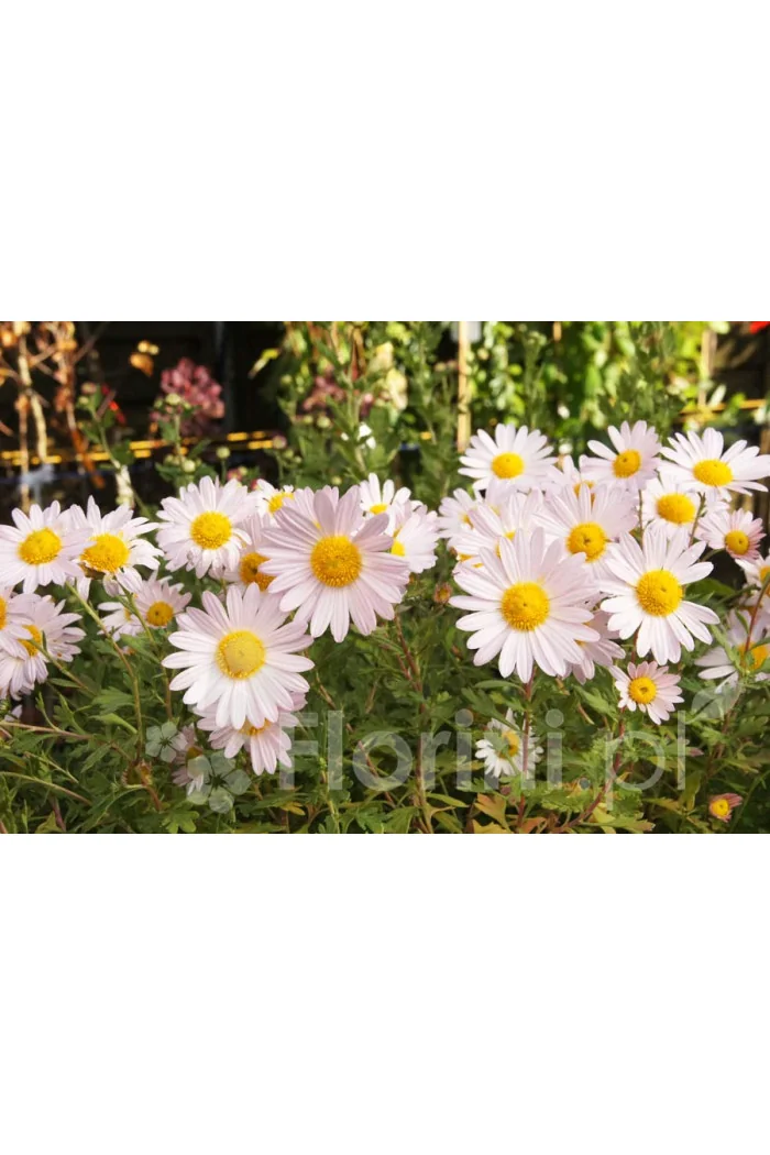 Złocień arktyczny 'Roseum' | Arctanthemum arcticum