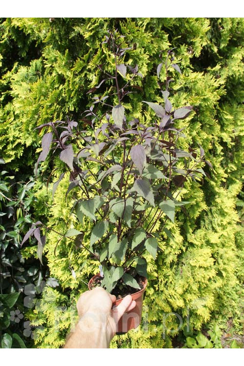 Sadziec pomarszczony 'Chocolate'' | Eupatorium rugosum