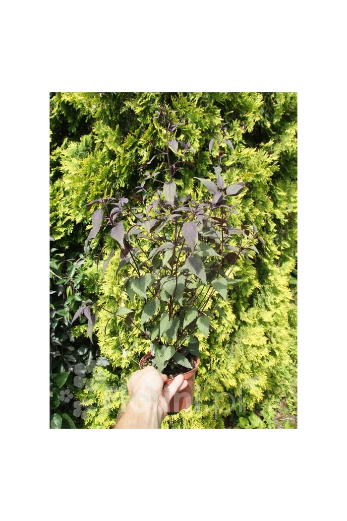 Sadziec pomarszczony 'Chocolate'' | Eupatorium rugosum