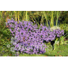 Aster krzaczasty 'Blaue Lagune' | Aster dumosus