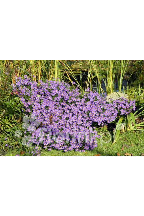 Aster krzaczasty 'Blaue Lagune' | Aster dumosus