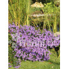 Aster krzaczasty 'Blaue Lagune' | Aster dumosus