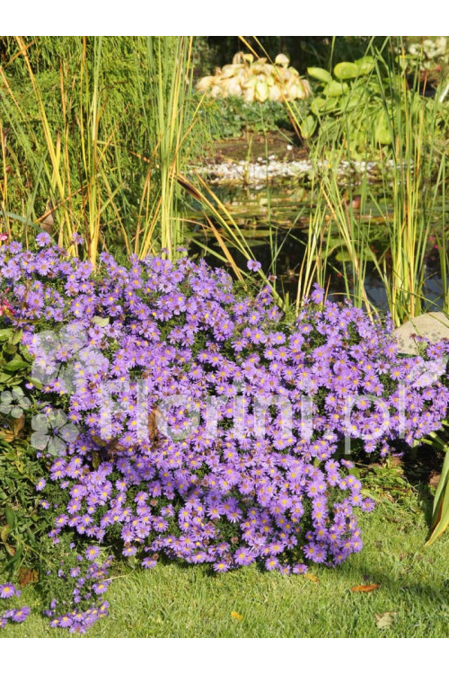 Aster krzaczasty 'Blaue Lagune' | Aster dumosus