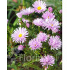 Aster nowobelgijski 'Fellowship' | Aster novi-belgii