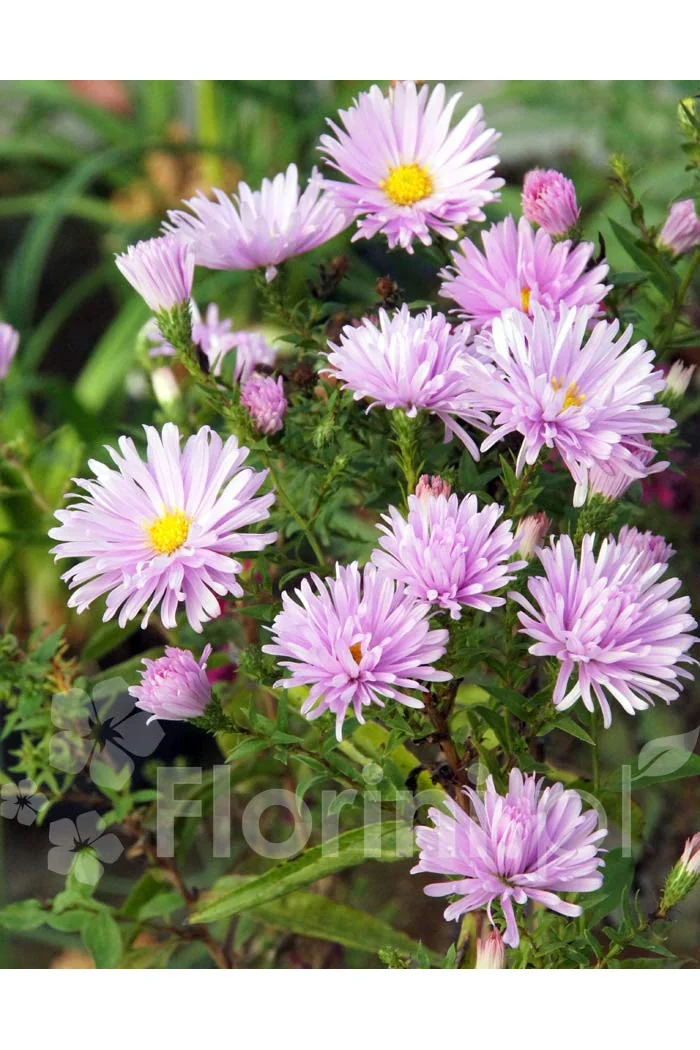 Aster nowobelgijski 'Fellowship' | Aster novi-belgii