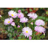 Aster nowobelgijski 'Fellowship' | Aster novi-belgii