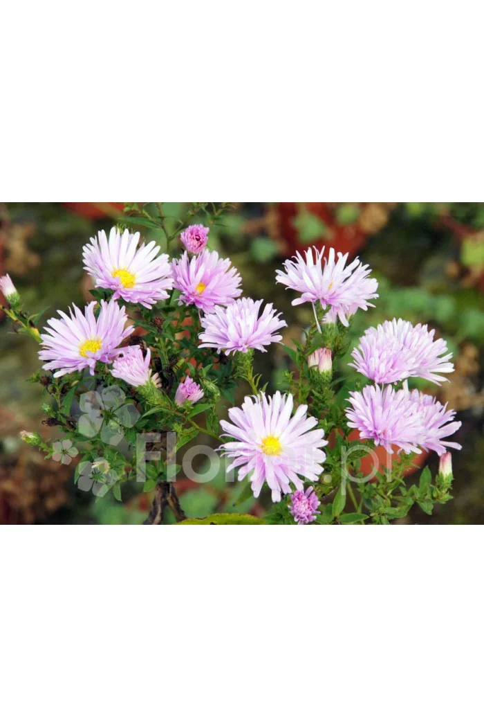 Aster nowobelgijski 'Fellowship' | Aster novi-belgii