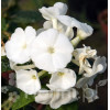 Floks wiechowaty 'Younique White' Phlox panniculata