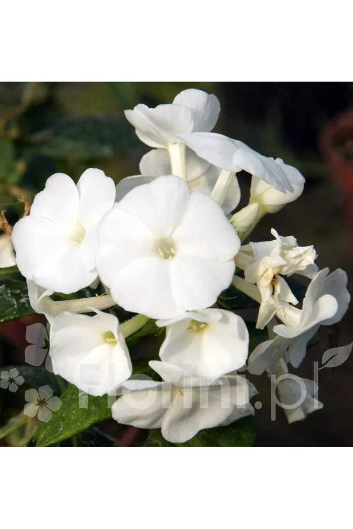 Floks wiechowaty 'Younique White' Phlox panniculata