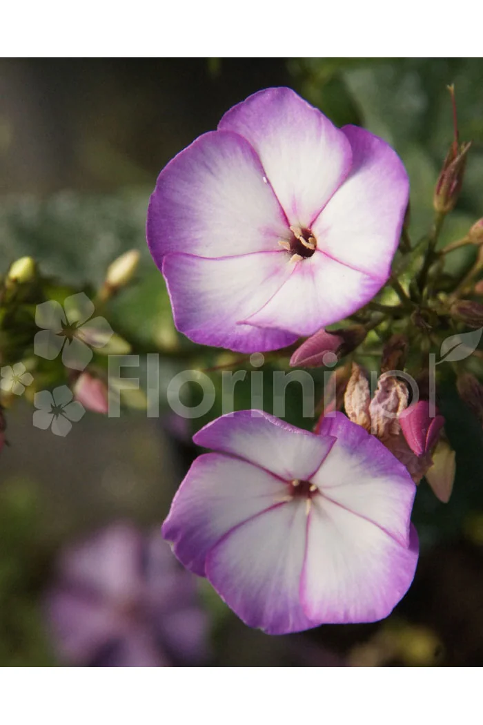 Floks wiechowaty 'Fantasy' | Phlox panniculata