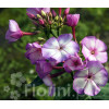 Floks wiechowaty 'Fantasy' | Phlox panniculata