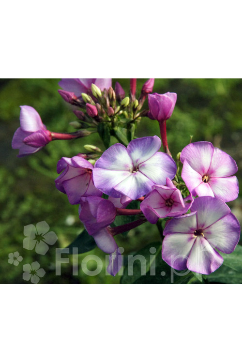 Floks wiechowaty 'Fantasy' | Phlox panniculata