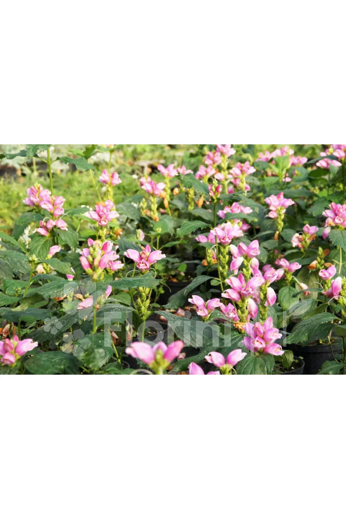 Żółwik | Chelone obliqua