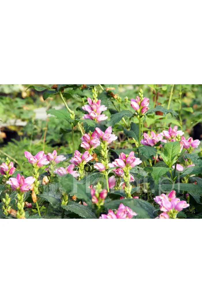 Żółwik | Chelone obliqua