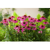 Jeżówka purpurowa 'Pow Wow Wild Berry' | Echinacea purpurea