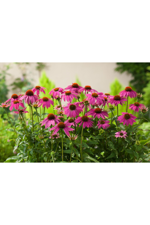 Jeżówka purpurowa 'Pow Wow Wild Berry' | Echinacea purpurea