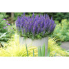 Szałwia Sensation 'Compact Deep Blue' | Salvia