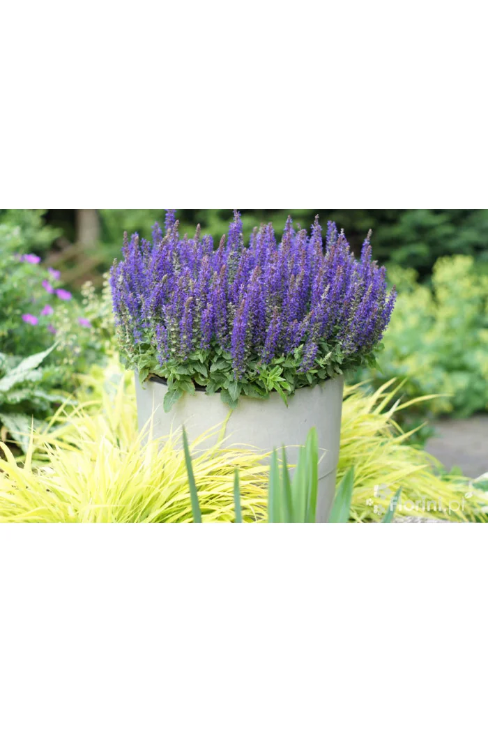 Szałwia Sensation 'Compact Deep Blue' | Salvia
