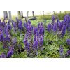Szałwia Sensation 'Compact Deep Blue' | Salvia