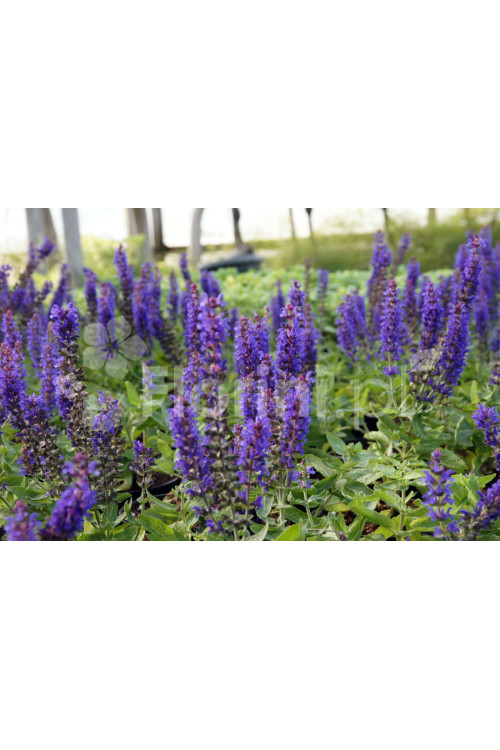 Szałwia Sensation 'Compact Deep Blue' | Salvia