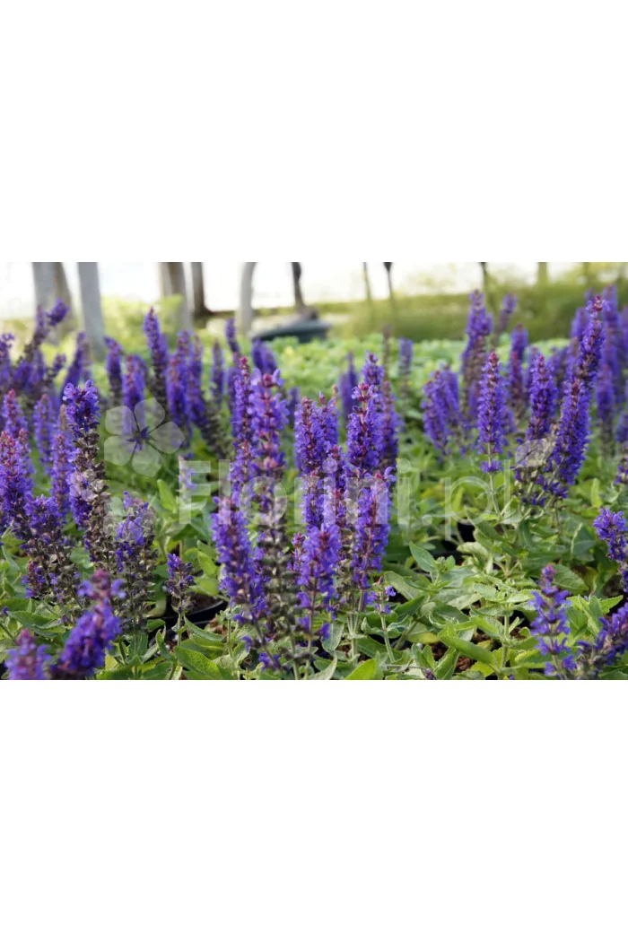 Szałwia Sensation 'Compact Deep Blue' | Salvia