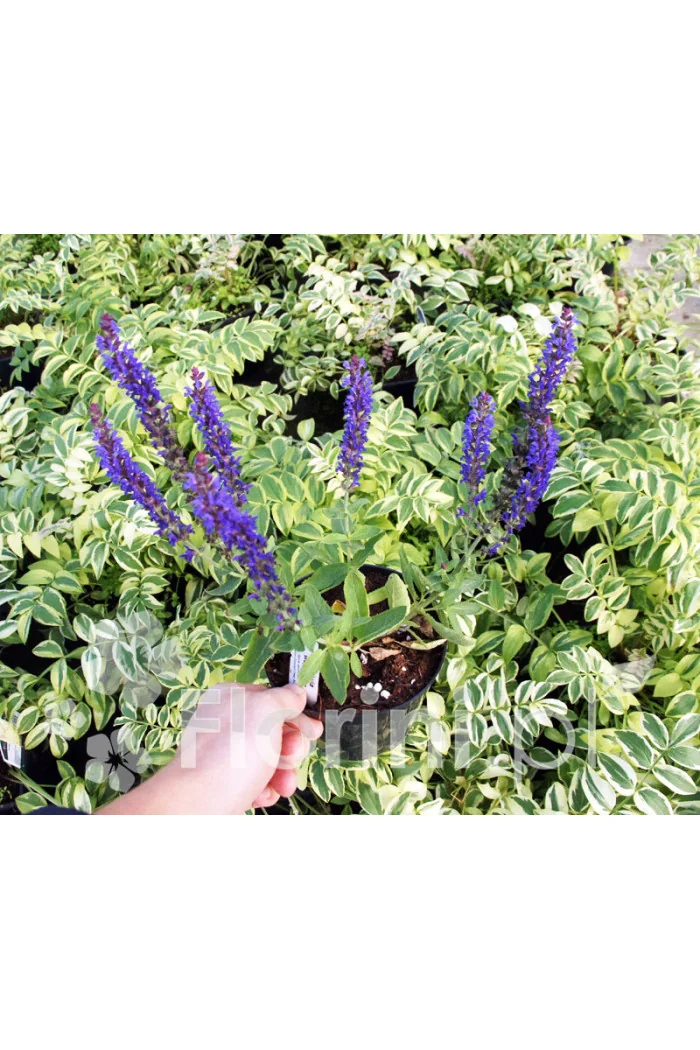 Szałwia Sensation 'Compact Deep Blue' | Salvia