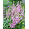 Tawułka arendsa 'Mainz' | Astilbe arendsii