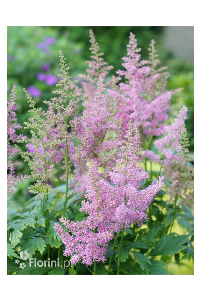 Tawułka arendsa 'Mainz' | Astilbe arendsii