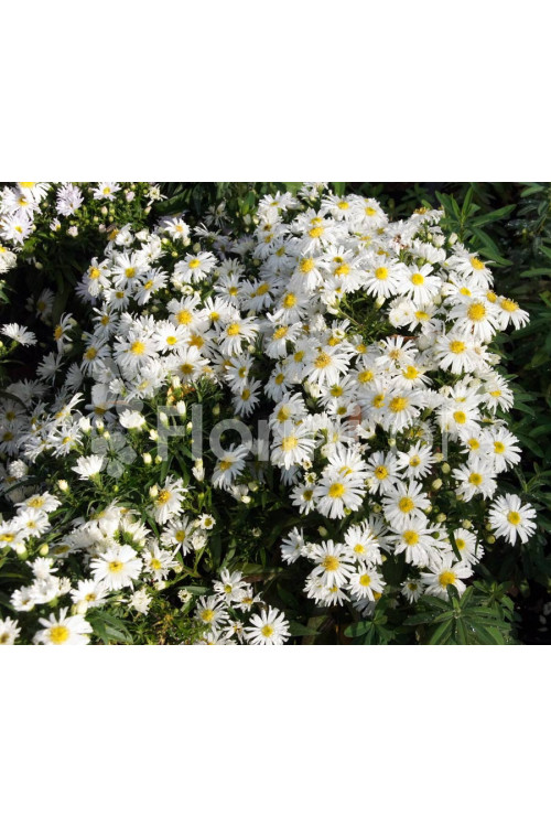 Aster krzaczasty 'Kristina' | Aster dumosus