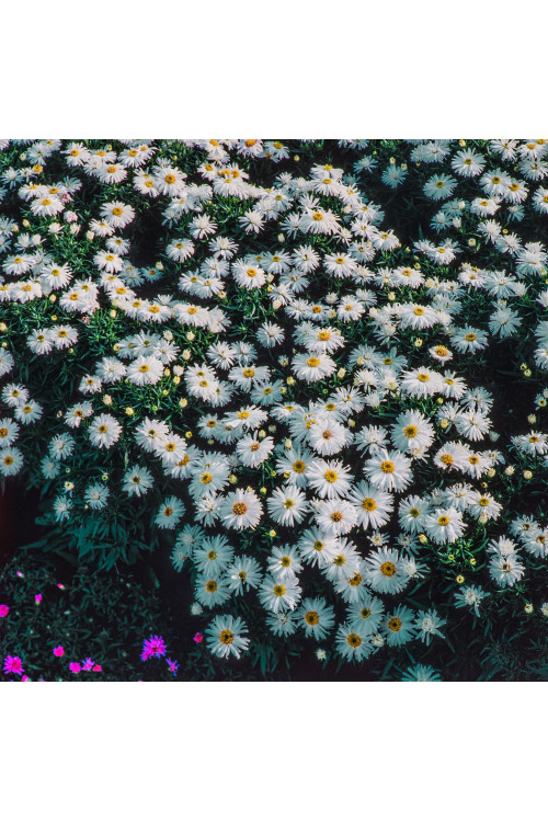 Aster krzaczasty 'Kristina' | Aster dumosus