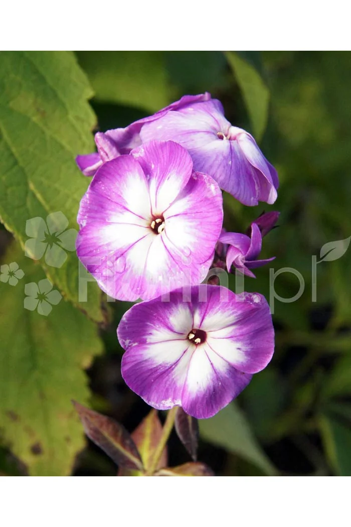 Floks wiechowaty 'Laura' Phlox panniculata