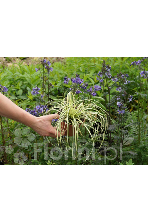 Turzyca oszimska 'Evergold' | Carex oshimensis