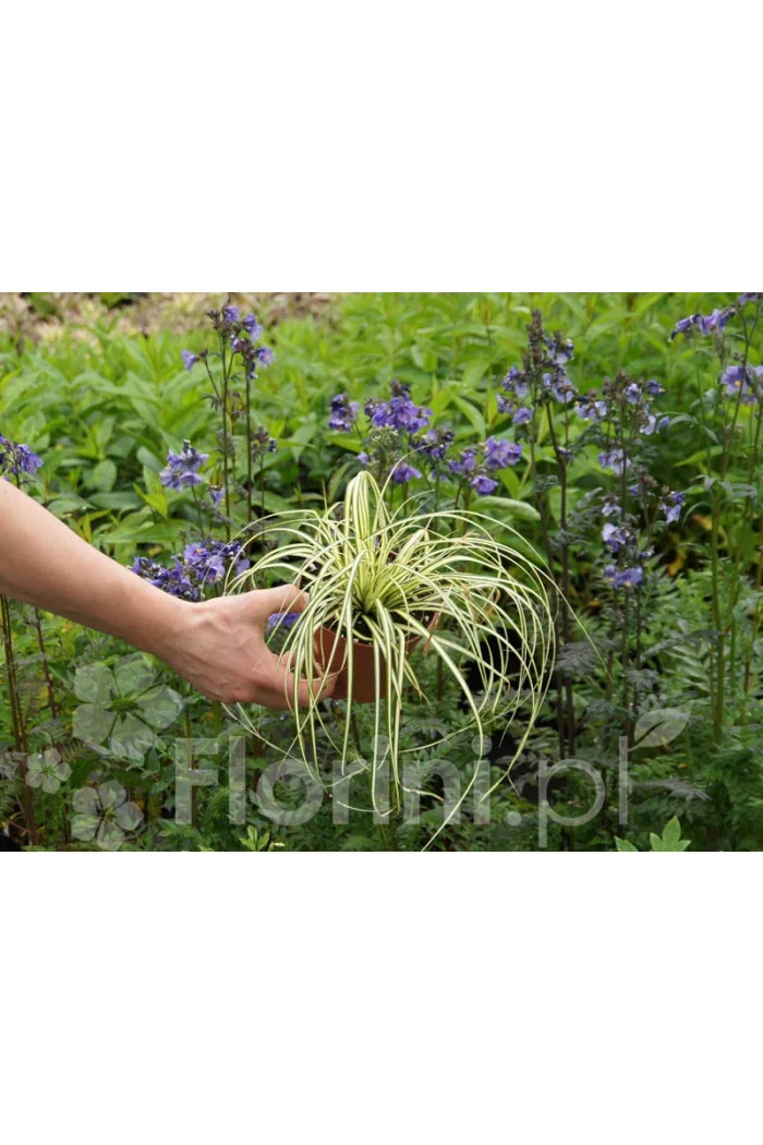 Turzyca oszimska 'Evergold' | Carex oshimensis