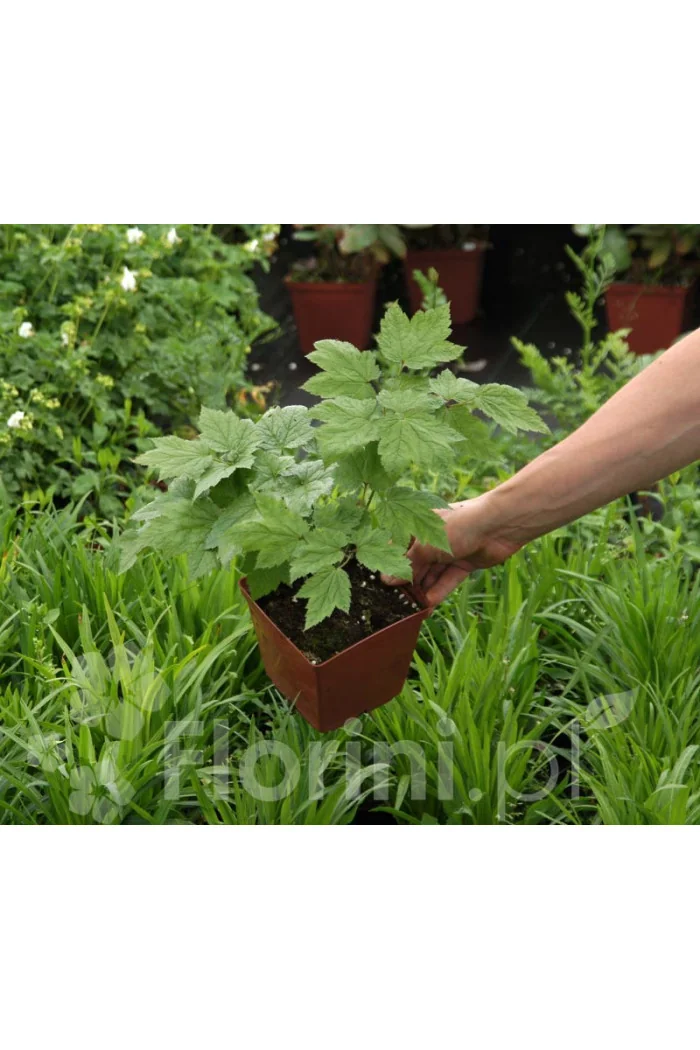 Świecznica sercolistna | Cimicifuga racemosa var. cordifolia