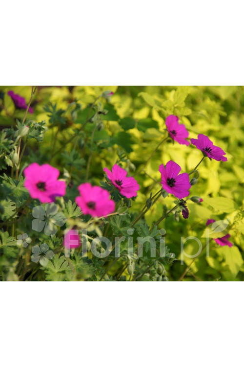 Bodziszek popielaty 'Giuseppe' Geranium cinereum