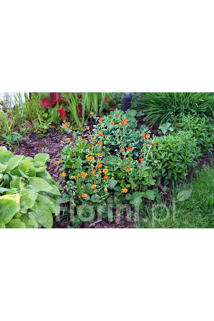 Kuklik szkarłatny 'Borisii Strain' | Geum coccineum