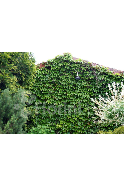 Winobluszcz trójklapowy 'Veitchii' [szczepiony!] | Parthenocissus tricuspidata