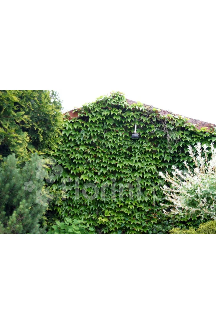 Winobluszcz trójklapowy 'Veitchii' [szczepiony!] | Parthenocissus tricuspidata