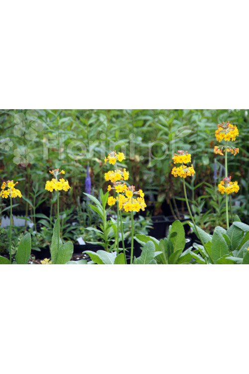 Pierwiosnek kwiecisty | Primula florindae