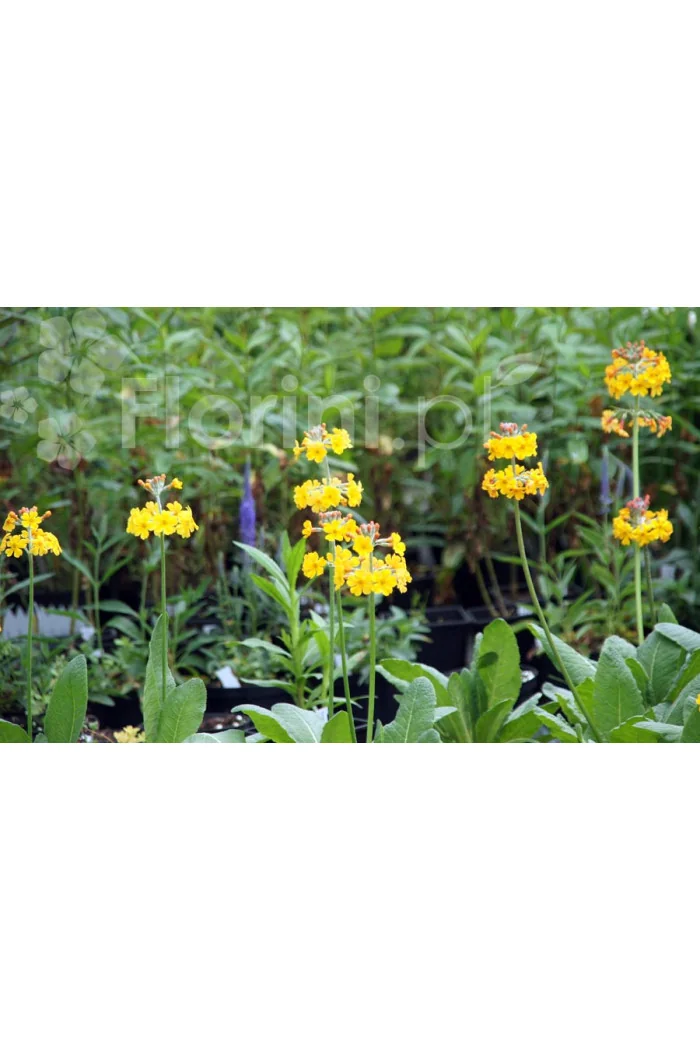 Pierwiosnek kwiecisty | Primula florindae