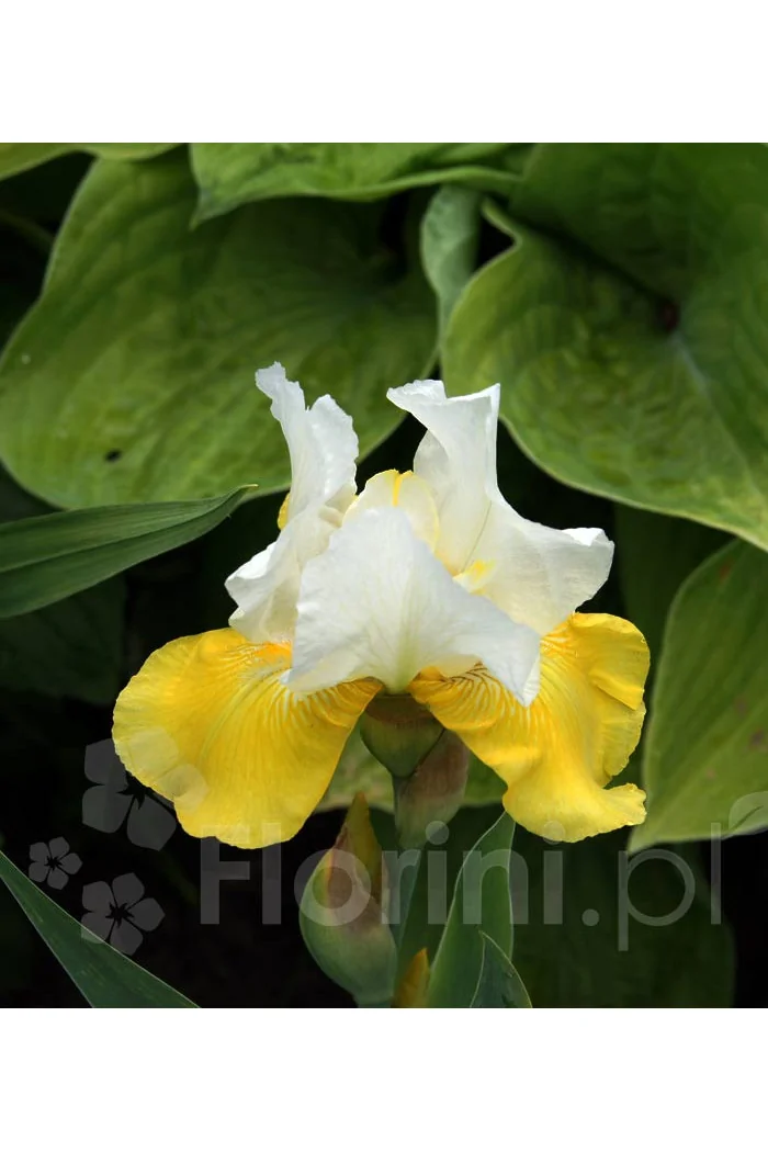 kosaciec, kosaciec amerykański, irys, iris, Kosaciec (Irys) amerykański 'Confetti'