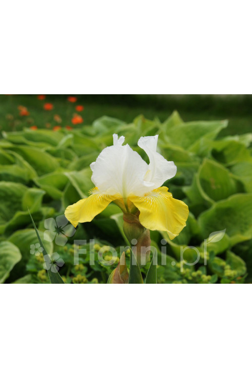 kosaciec, kosaciec amerykański, irys, iris, Kosaciec (Irys) amerykański 'Confetti'